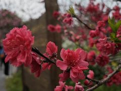 -南汇桃花村