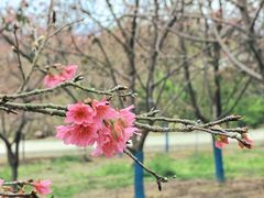 -天适樱花悠乐园