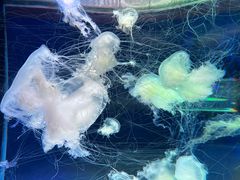 -左海海底世界