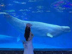-海合安成都极地海洋公园