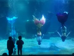 -石家庄海洋公园