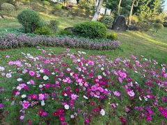 -东莞植物园