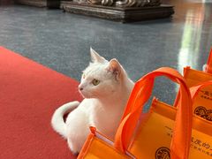 -龙华素斋(龙华路店)