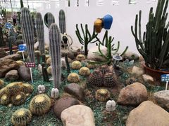 -海上花岛玫瑰园采摘