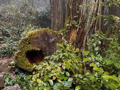 -天目山大树王景区
