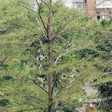 行云流水… 能够给人无尽的遐想和思念