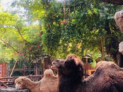 -长鹿旅游休博园