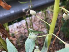 -三门江国家森林公园