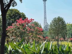 -上海长兴岛郊野公园