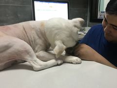 -美联众合宠物医院·爱萌分院·内外科·猫科中心