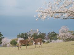 -奈良公园