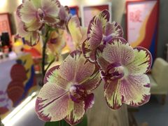 -1828王老吉·草本新茶(珠江新城地铁站店)