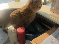 -汪喵宠物医院·骨科心脏影像·犬猫急重症ICU诊疗中心(成华分院)