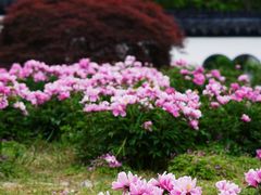 -扬州大运河文化旅游度假区·盆景园