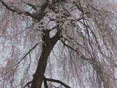 -醍醐寺