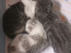 -猫宠乐园·专业洗护