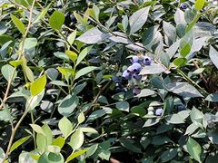 -金谷域澳洲庄园