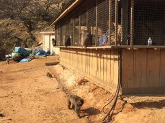 -岚山猴子公园