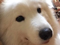 -more than meow吴止猫主题餐厅(承德 中船汇店)