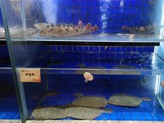 -船歌·鱼水饺青岛菜(黄岛珠江路店)