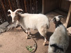 -泉州海丝野生动物世界