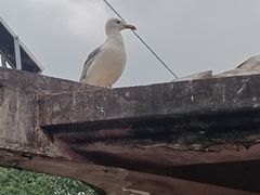 -合肥野生动物园