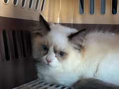 -瑞派宠物医院·犬猫全科·猫友好(宾水西道店)