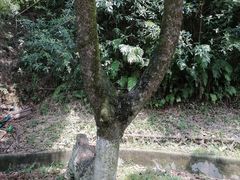 -天鹿湖森林公园
