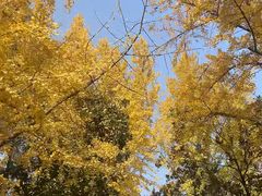 -山东农业大学(岱宗校区)