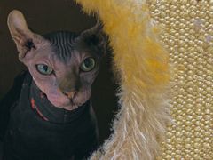 -藏猫猫咖啡主题馆(中央大道店)