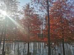 -上海海湾国家森林公园