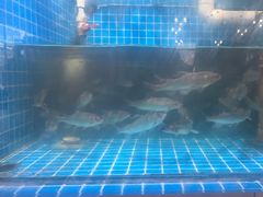 -崂山水果园农家宴(泉水鸡店)