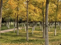 -汉长安城未央宫国家考古遗址公园