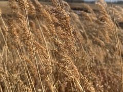 -野鸭湖国家湿地公园