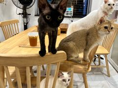 -楼上猫咖(罗湖店)