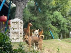 -龙华素斋(龙华路店)