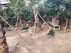 -呀路古热带植物园