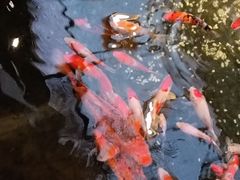 -聚缘堂·海鲜私房菜(松岭路店)