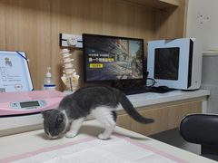 -谐和益家动物医院·免疫绝育·血液透析·宠保定点医院(高新伊藤分院)