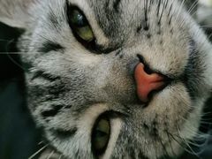 -安安宠物医院(情缘分院)