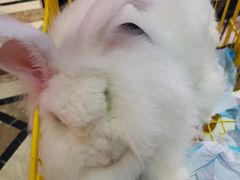 -猫色咖啡·猫咖