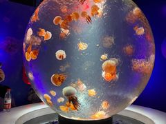 -北海海底世界