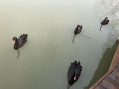 -溱湖国家湿地公园