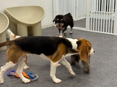 -有喵·猫咖·狗咖·40+猫狗有小奶狗(岗厦店)