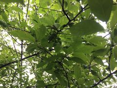 -桤木河湿地公园