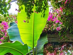 -呀路古热带植物园