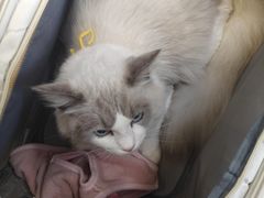 -爱妮康宠物医院·干细胞免疫细胞·肿瘤·心脏(张江店)