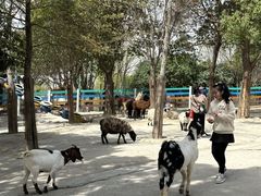-金卉庄园