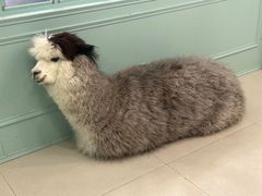 -安格丽娜·狗咖·猫咖羊驼咖(春熙路百盛商场店)