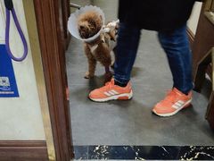 -宠爱国际动物医院· 猫科· 外科·中兽医(长白店)